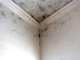 Why You Should Choose Our Mold Remediation Services in Topton, PA